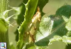 Agapeta hamana im NSG Tippelsberg/Berger Mühle
