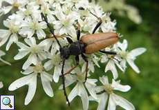 Männlicher Rothalsbock (Corymba rubra) im NSG Tippelsberg/Berger Mühle