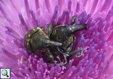 Kratzdistelrüssler (Larinus turbinatus) im NSG Tippelsberg/Berger Mühle