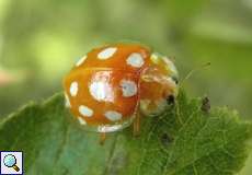 Sechzehnfleckiger Marienkäfer (Halyzia sedecimguttata) im NSG Tippelsberg/Berger Mühle