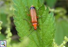 Rotgelber Weichkäfer (Rhagonycha fulva) im NSG Tippelsberg/Berger Mühle