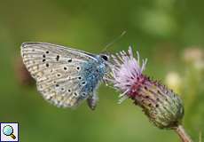 Hauhechelbläuling (Polyommatus icarus) im NSG Tippelsberg/Berger Mühle