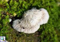 Gemeiner Spaltblättling (Schizophyllum commune) im NSG Tippelsberg/Berger Mühle