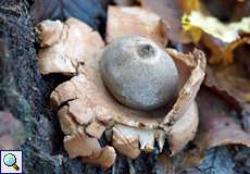 Halskrausen-Erdstern (Geastrum triplex) im NSG Tippelsberg/Berger Mühle