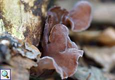 Judasohr (Hirneola auricula-judae) im NSG Tippelsberg/Berger Mühle