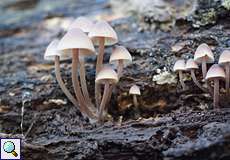 Unbestimmte Helmlinge (Coprinus sp.) im NSG Tippelsberg/Berger Mühle
