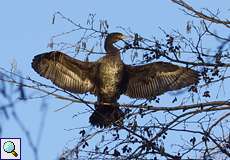Kormoran (Phalacrocorax carbo carbo) im NSG Tippelsberg/Berger Mühle