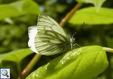 Rapsweißling (Pieris napi) auf dem Tippelsberg