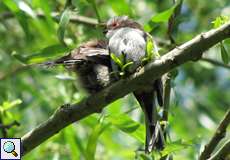 Junge Schwanzmeisen (Aegithalos caudatus) auf dem Tippelsberg