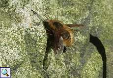 Großer Wollschweber (Bombylius major) auf dem Tippelsberg