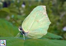 Zitronenfalter (Gonepteryx rhamni) auf dem Tippelsberg