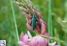 Grüner Scheinbockkäfer (Oedemera nobilis) auf Futter-Esparsette (Onobrychis viciifolia)