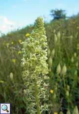 Gelber Wau (Reseda lutea) auf dem Tippelsberg