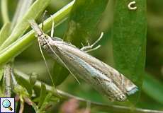 Crambus lathoniellus auf dem Tippelsberg