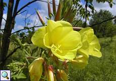 Gemeine Nachtkerze (Oenothera biennis) auf dem Tippelsberg