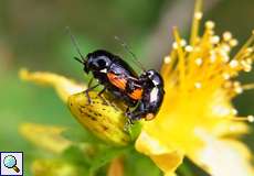 Zwei Gelbschwarze Blattkäfer (Cryptocephalus moraei) auf dem Tippelsberg