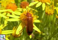 Rotgelber Weichkäfer (Rhagonycha fulva) auf Jakobs-Greiskraut (Senecio jacobaea) auf dem Tippelsberg