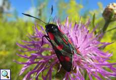 Sechsfleck-Widderchen (Zygaena filipendulae) auf dem Tippelsberg