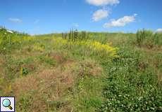 Wiese voller Blüten auf dem Tippelsberg