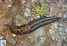 Tigerschnegel (Limax maximus) auf dem Tippelsberg