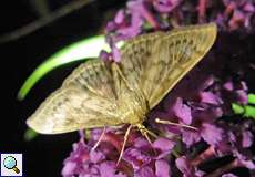 Nesselzünsler (Pleuroptya ruralis) auf dem Tippelsberg