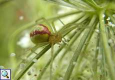 Enoplognatha sp. auf dem Tippelsberg