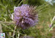 Wilde Karde (Dipsacus fullonum) auf dem Tippelsberg