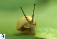 Garten-Bänderschnecke (Cepaea hortensis) auf dem Tippelsberg