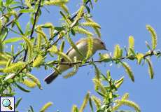 Fitis (Phylloscopus trochilus) auf dem Tippelsberg