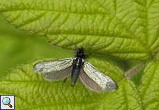 Männlicher Grüner Langfühler (Adela reaumurella) auf dem Tippelsberg