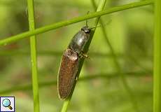 Rotbauchiger Laubschnellkäfer (Athous haemorrhoidalis) auf dem Tippelsberg