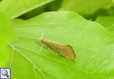 Nematopogon adansoniella auf dem Tippelsberg