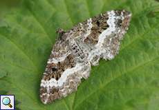 Graubinden-Labkrautspanner (Epirrhoe alternata) auf dem Tippelsberg