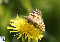 Distelfalter (Vanessa cardui) auf dem Tippelsberg