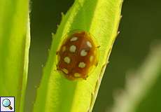 Sechzehnfleckiger Marienkäfer (Halyzia sedecimguttata) auf dem Tippelsberg