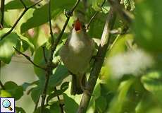 Sumpfrohrsänger (Acrocephalus palustris) auf dem Tippelsberg