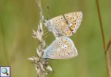 Hauhechelbläuling-Paarung (Polyommatus icarus) auf dem Tippelsberg