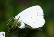 Faulbaum-Bläuling (Celastrina argiolus) bei der Eiablage auf dem Tippelsberg