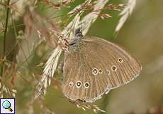 Brauner Waldvogel (Aphantopus hyperantus) auf dem Tippelsberg