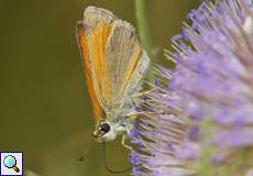 Braunkolbiger Braundickkopffalter (Thymelicus sylvestris) auf dem Tippelsberg