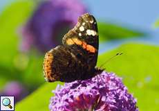 Admiral (Vanessa atalanta) auf dem Tippelsberg