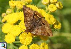 Braune Tageule (Euclidia glyphica) auf dem Tippelsberg