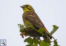 Goldammer (Emberiza citrinella) auf dem Tippelsberg