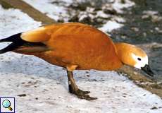 Rostgans (Tadorna ferruginea) am Ümminger See