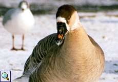 Höckergans (Anser cygnoides f. domestica) am Ümminger See