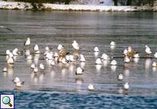 Silbermöwen (Larus argentatus) und Lachmöwen (Chroicocephalus ridibundus) auf dem Ümminger See