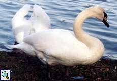 Höckerschwäne (Cygnus olor) am Ümminger See