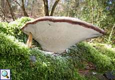 Auf dem Totholz wachsen im Naturschutzgebiet zahlreiche Pilze