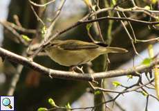 Zilpzalp (Phylloscopus collybita)