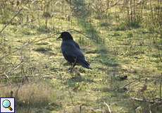 Rabenkrähe (Corvus corone)